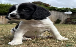 English Springer Spaniel dogs for sale: Gorgeous KC Registered Springer Spaniel Puppies in Thirsk - Image 20