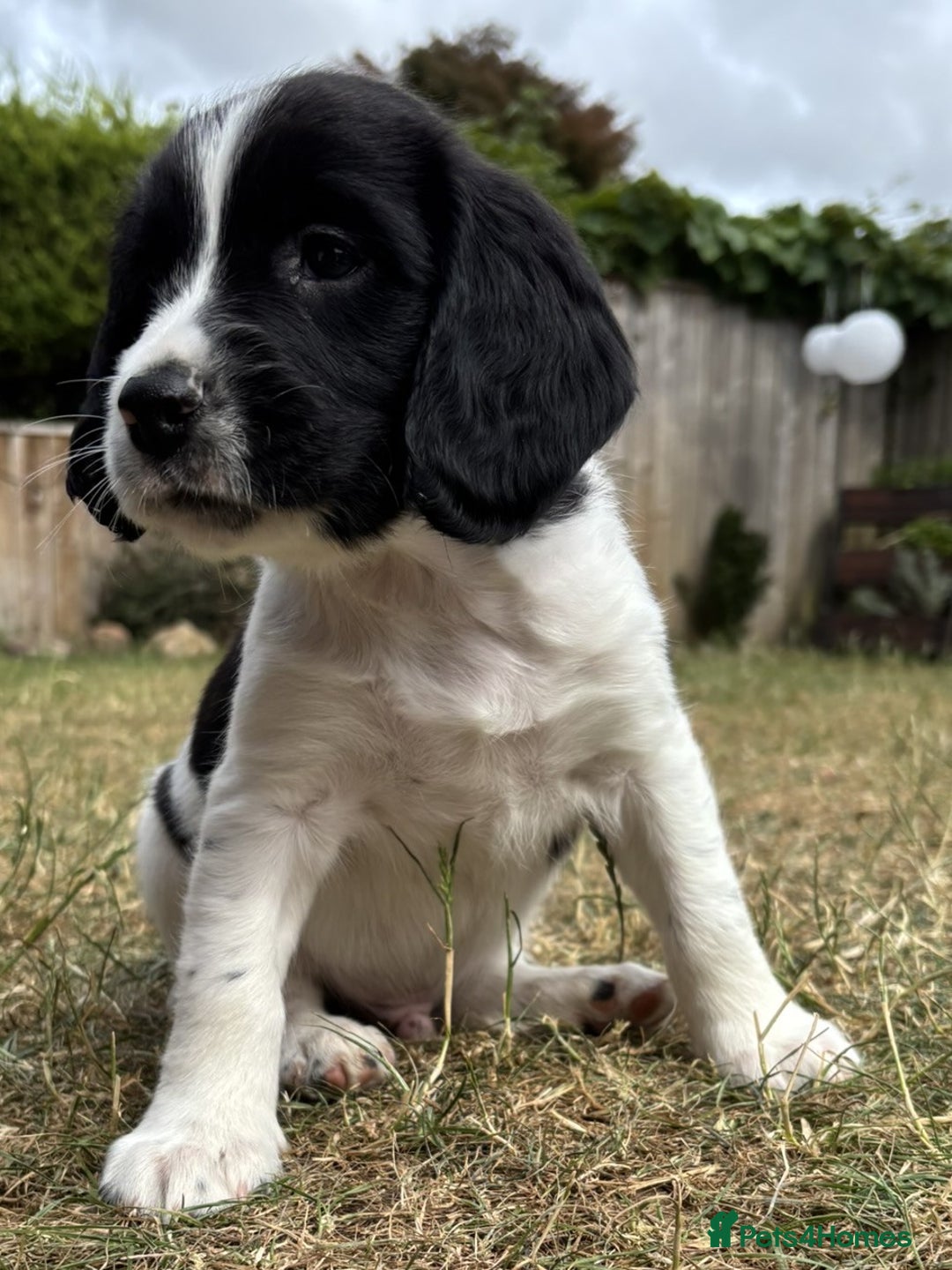 English Springer Spaniel dogs for sale: Gorgeous KC Registered Springer Spaniel Puppies in Thirsk - Image 20
