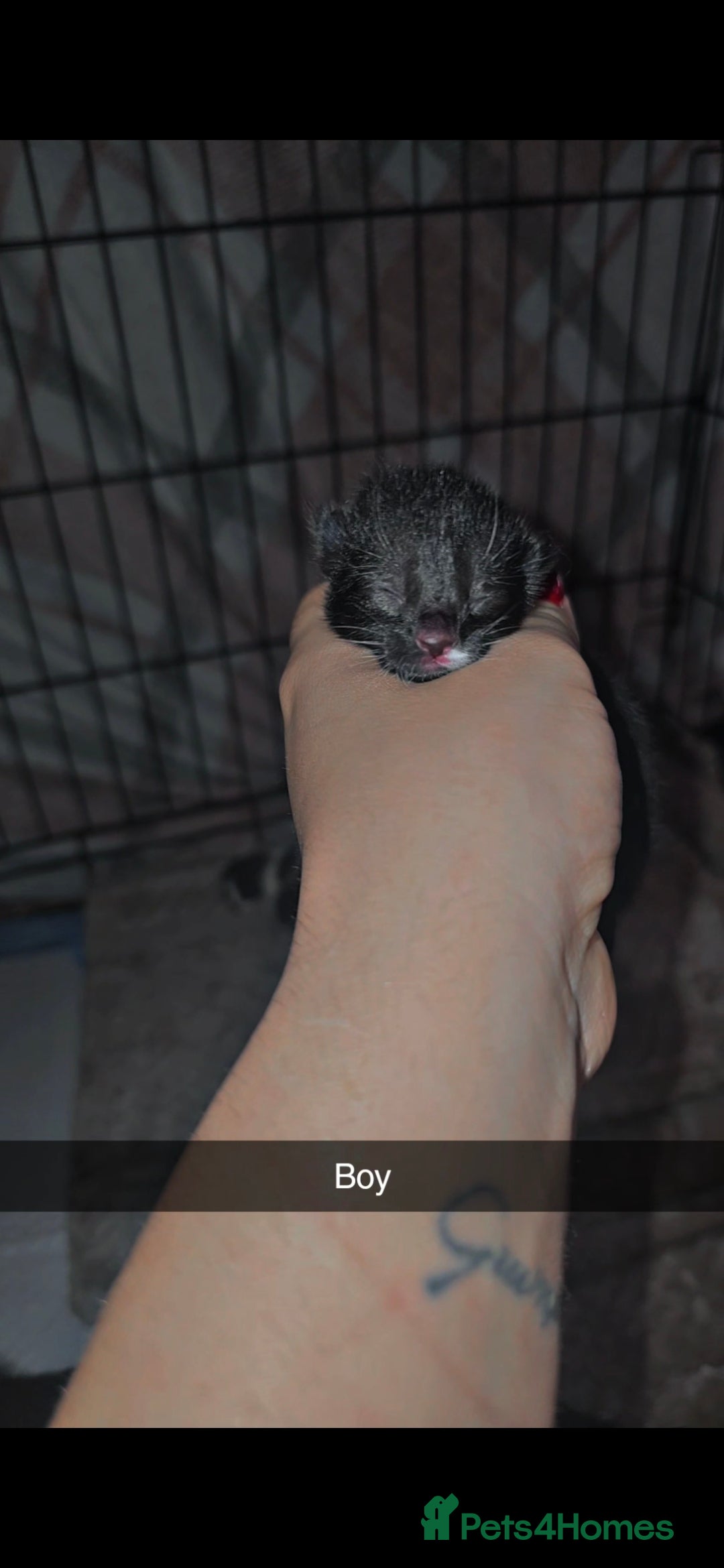 Mixed Breed cats for sale: 🦌 Bambi theme litter - Unique Tuxedo Kittens - Image 6
