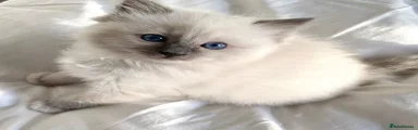 Siamese 3