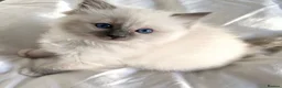 Siamese cats for sale: The Crown Jewels of Companionship-Siamese Kittens in Norwich - Advert 8
