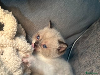 British Shorthair cats - Advert 7