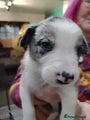 Border Collie Puppy 1