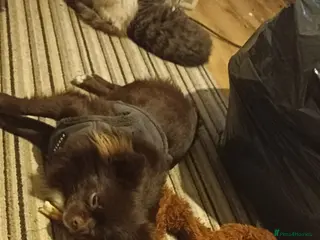 Pomchi dogs Stud boy - Advert 9