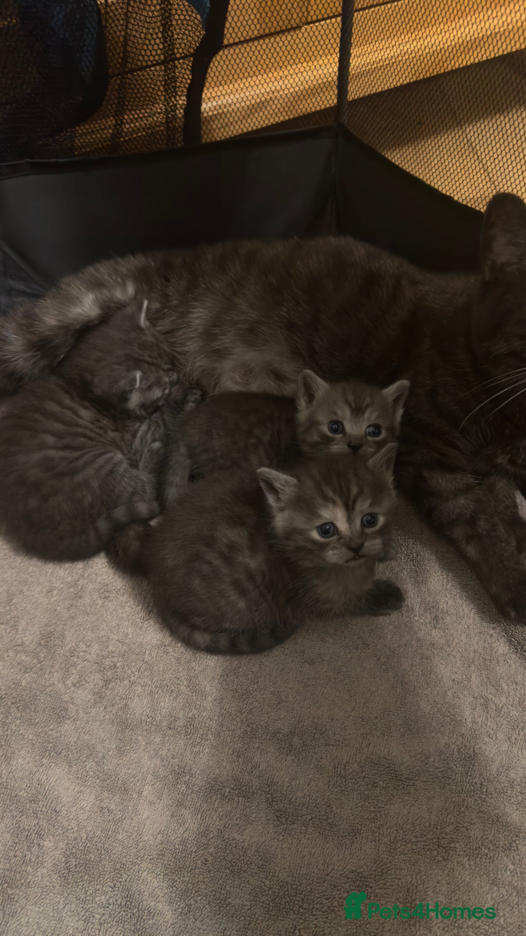 British Shorthair cats for sale: Half British shorthair kittens - Advert 6