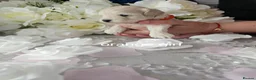 Maltipoo dogs for sale: Maltippo puppies  - Advert 5