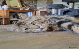 Maine Coon cats for sale: 100% Maine Coon Kittens DNA HEALTH TESTED PARENTS  - Image 10