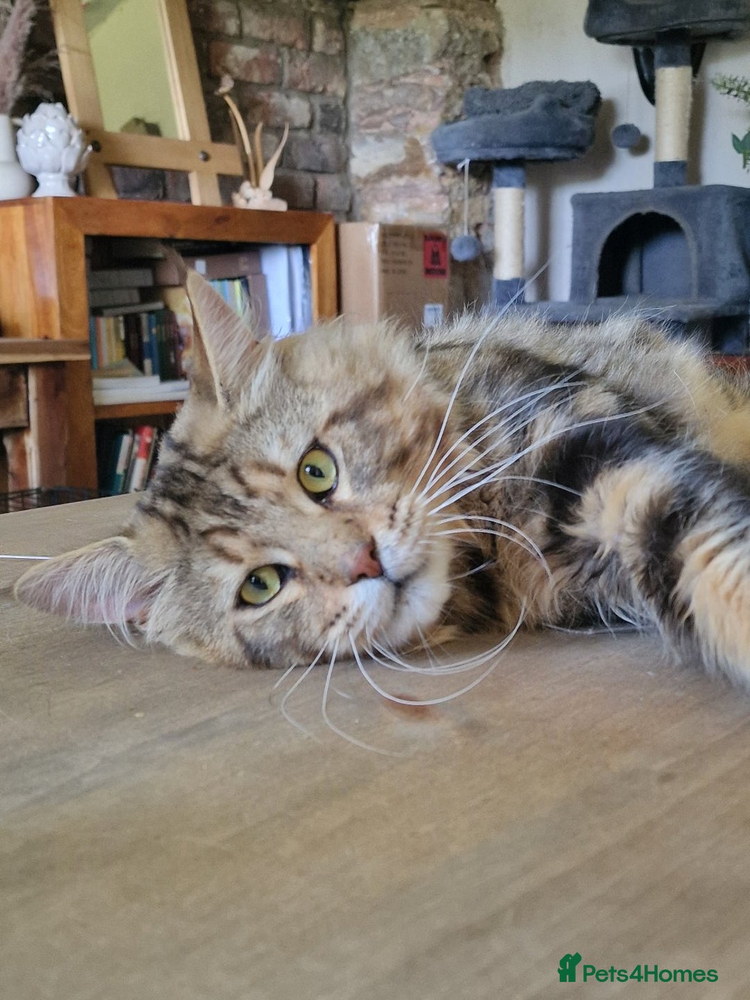 Maine Coon cats for sale: 100% Maine Coon Kittens DNA HEALTH TESTED PARENTS  - Image 10