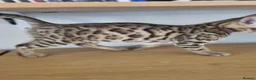 Bengal cats for sale: Stunning snow and brown bengal kittens - Advert 16