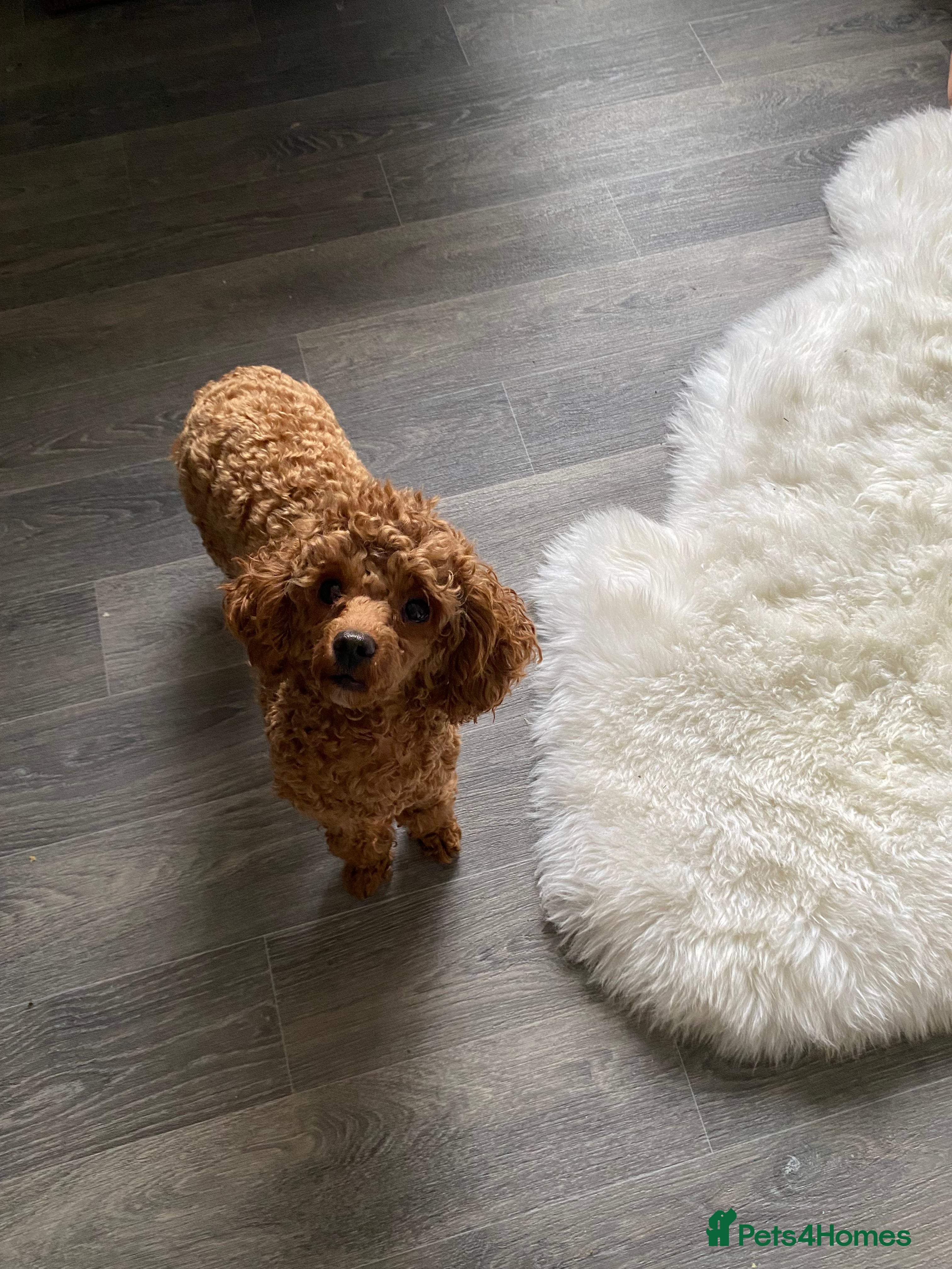 Toy Poodle dogs Toy poodle  - Advert 6