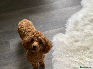 Toy Poodle dogs Toy poodle - Advert 14