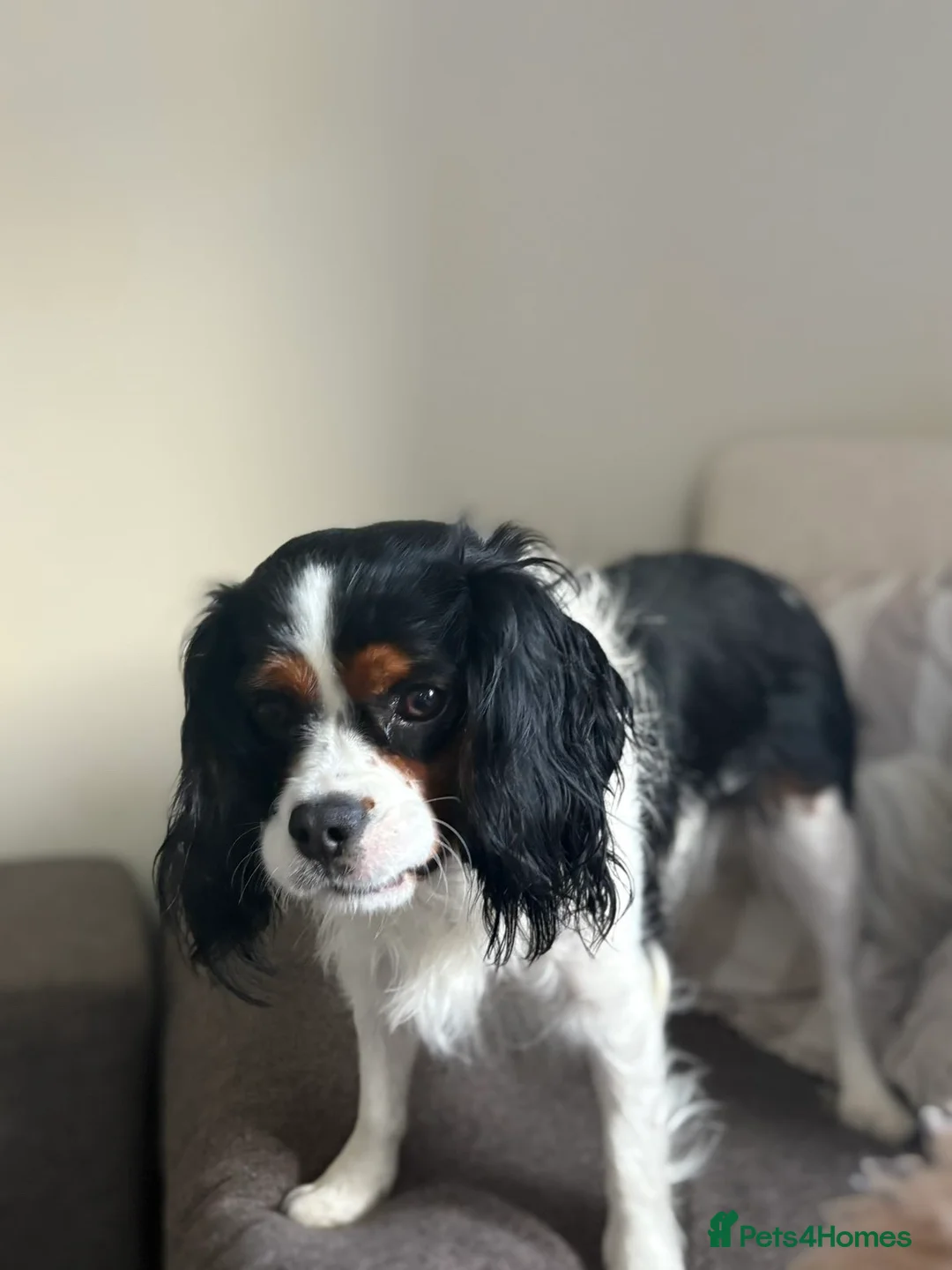 Cavalier King Charles Spaniel dogs for sale: Cavalier king charles spaniel for sale  in Stowmarket - Advert 2