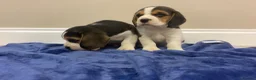 Beagle dogs for sale: Chunky friendly beagles  - Advert 9