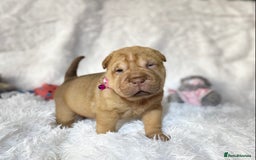 Shar Pei dogs for sale: ⭐️Quality Shar pei puppies for sale⭐️ - Image 13