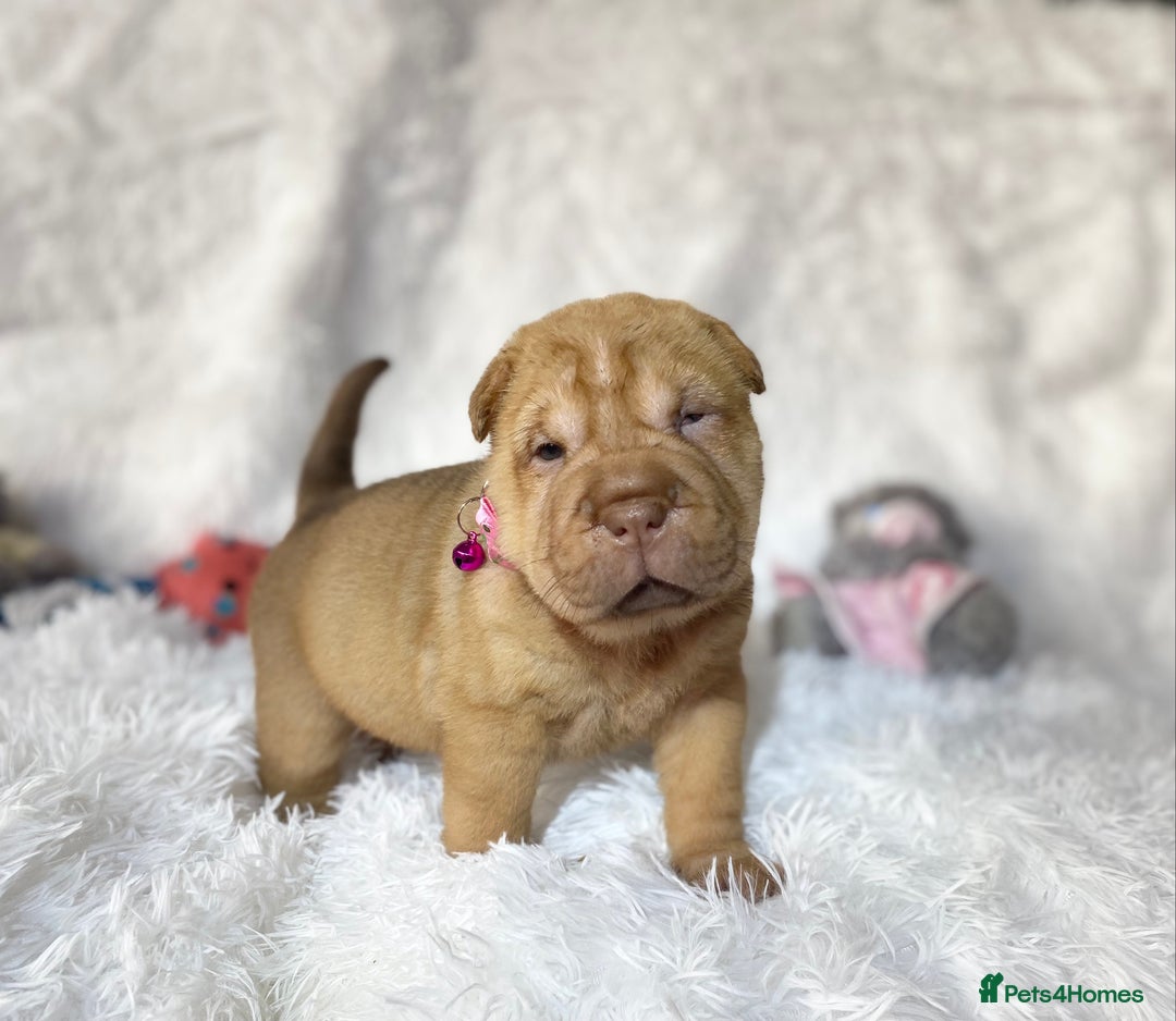 Shar Pei dogs for sale: ⭐️Quality Shar pei puppies for sale⭐️ - Image 13