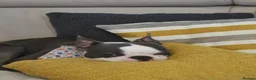 Boston Terrier dogs for stud: Boston Terrier Stud in Fleet - Advert 6