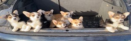 Welsh Corgi Pembroke dogs for sale: 7 Beauitful Corgi Puppies - Advert 1