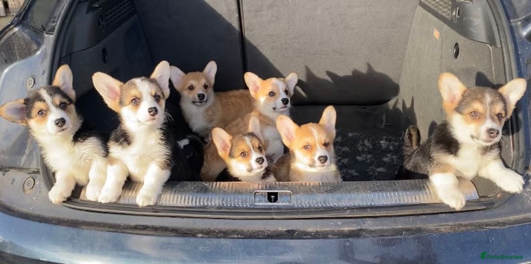 Welsh Corgi Pembroke dogs for sale: 7 Beauitful Corgi Puppies - Advert 1