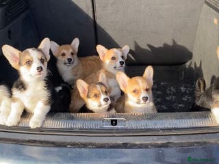 Welsh Corgi Pembroke dogs 7 Beauitful Corgi Puppies - Advert 2