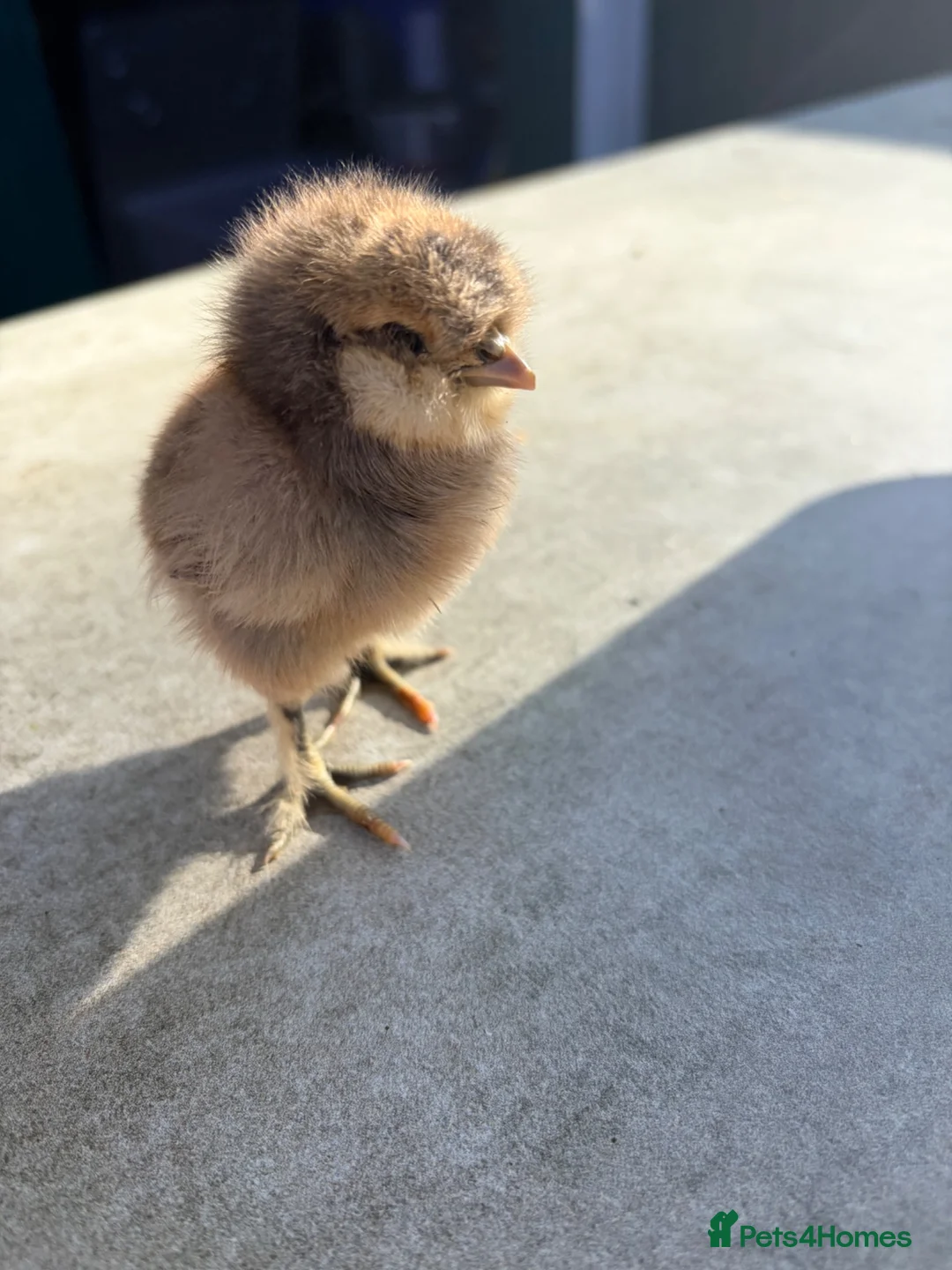 Mixed Breed poultry for sale: Silkie x creamlegbar  in Hartfield - Advert 1