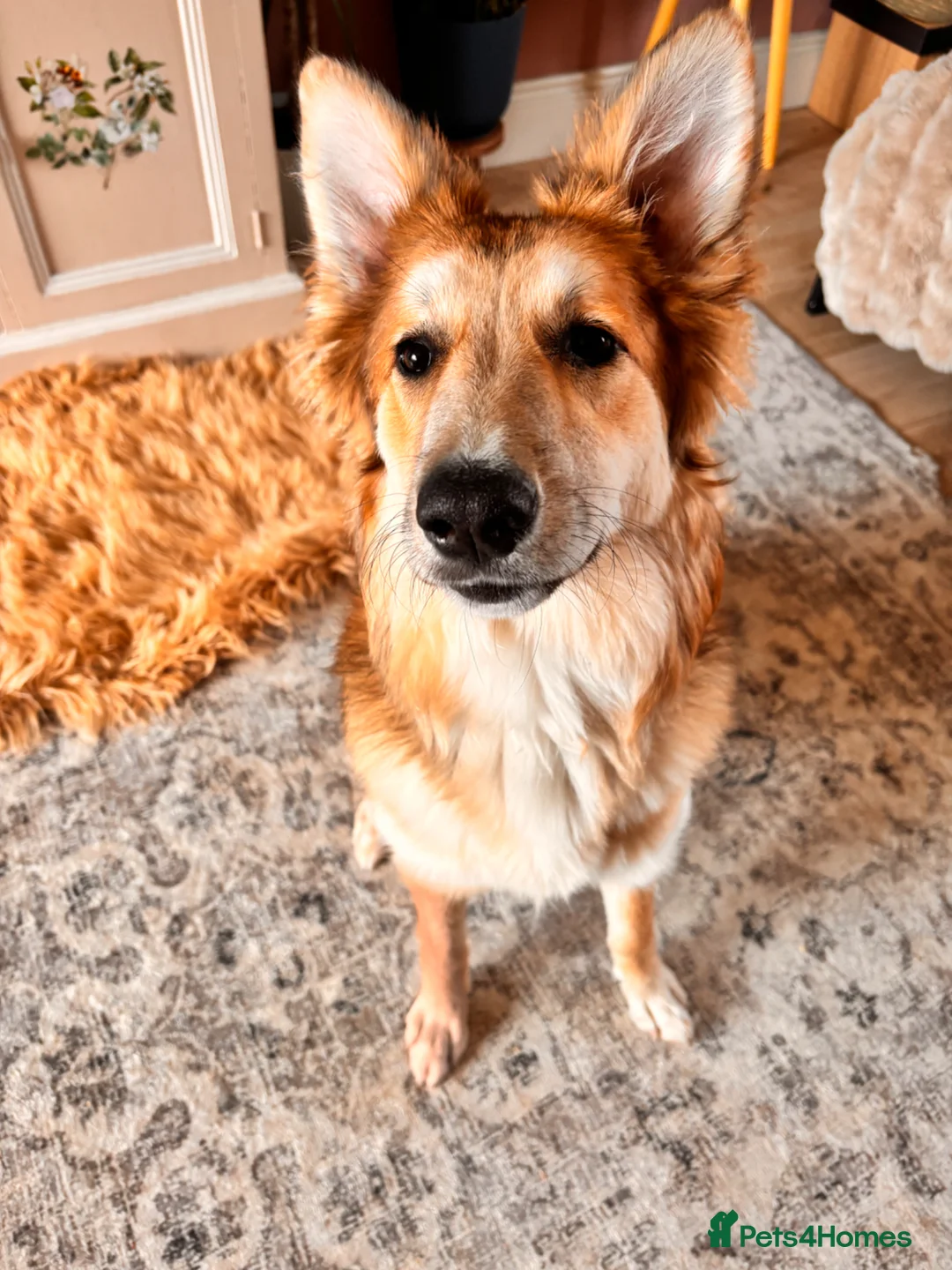 Mixed Breed dogs for sale: Beautiful 6 month female pup  - Advert 2