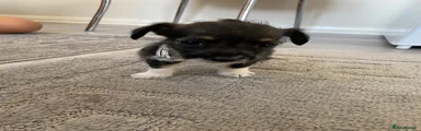 Jack Russell 2