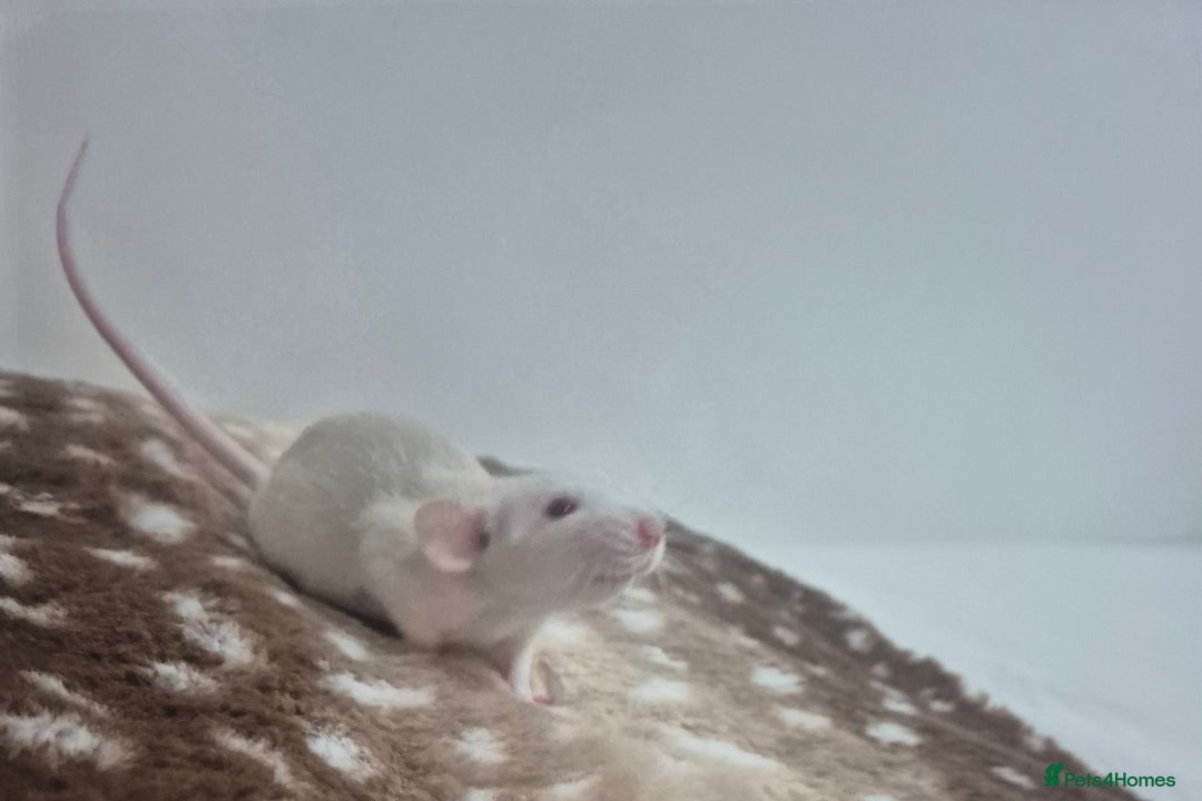 Rat rodents for sale: Baby rats 1 litter available now - Advert 3