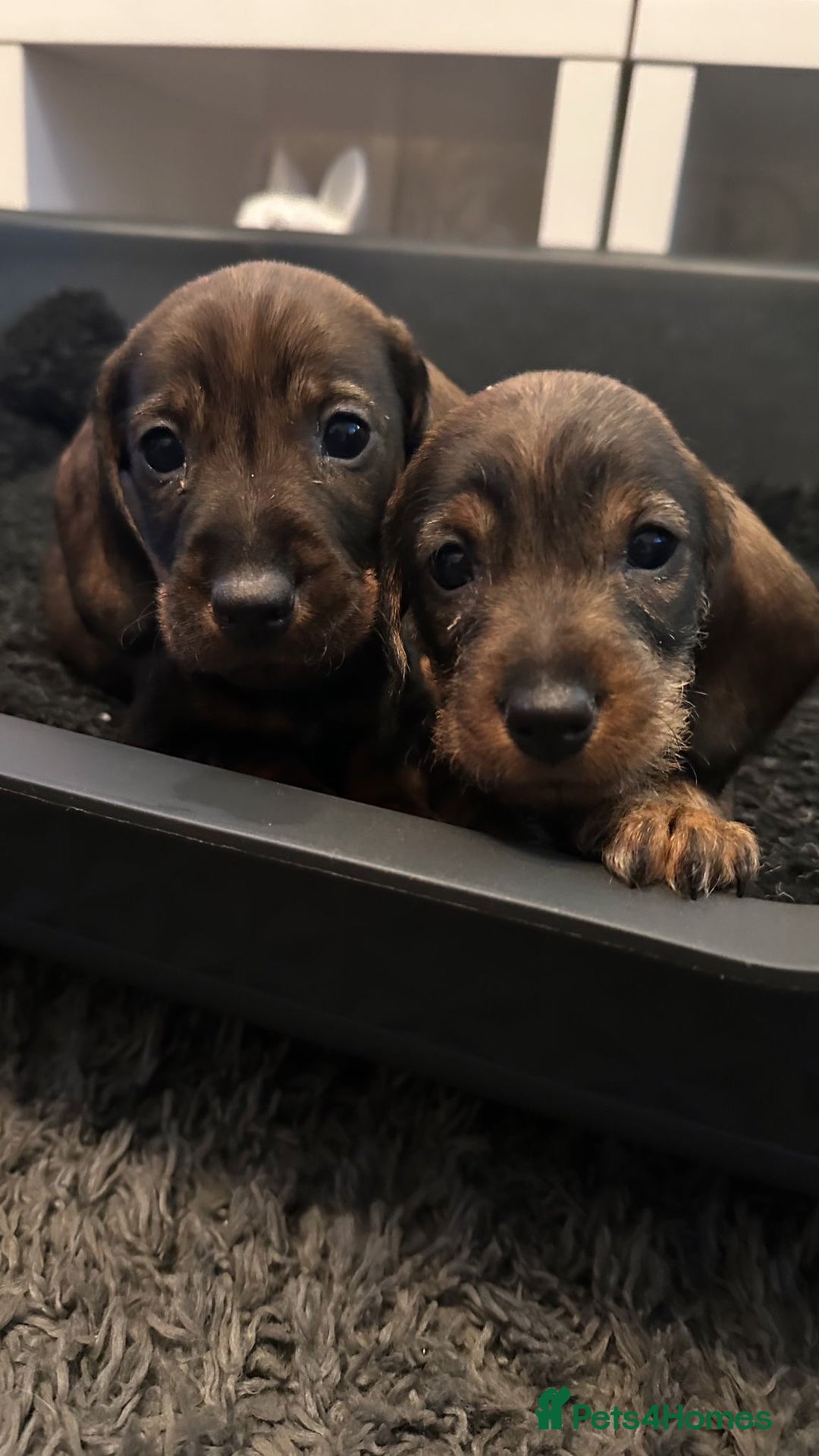 Dachshund dogs for sale: Wire haired daschund pups in Saltburn-by-the-Sea - Image 2