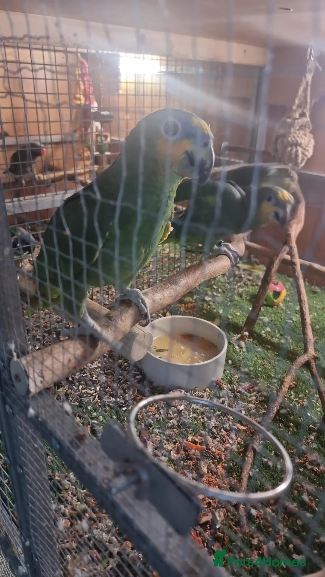 Parrots birds for sale: Paired Amazon Parots - Advert 2