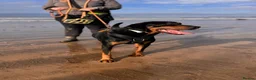 Mixed Breed dogs for adoption: Eddie - Translyvanian Hound  in Bideford - Advert 7