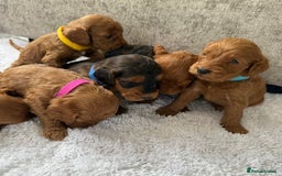 Cockapoo dogs for sale: 🌟 8 beautiful F1 b cockapoo puppies 🌟 - Image 8