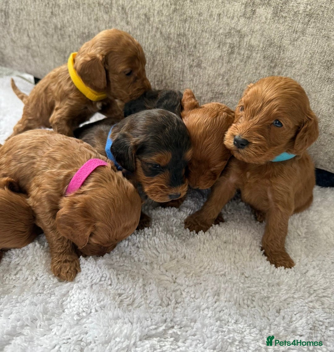 Cockapoo dogs for sale: 🌟 8 beautiful F1 b cockapoo puppies 🌟 - Image 8