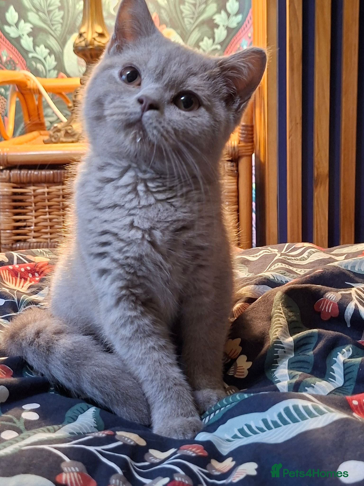 British Shorthair cats Last boy 🐈‍⬛ - Advert 20