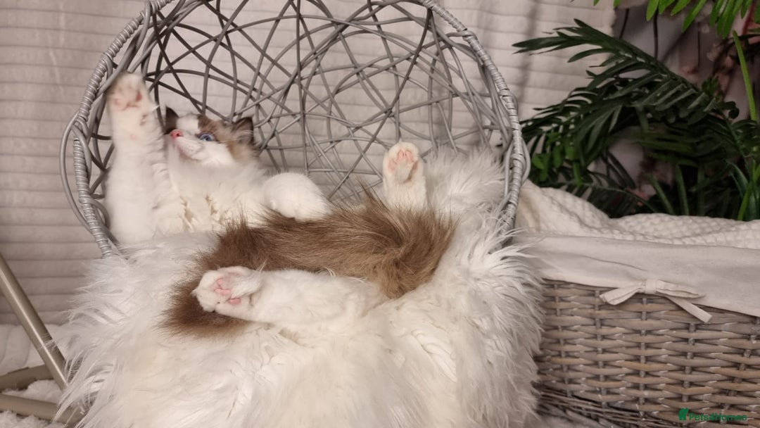 Ragdoll cats for sale: Quality Tica reg Ragdoll kittens  - Advert 13