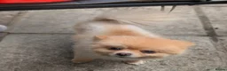 Pomeranian dogs for stud: Pure Russia Pomeranian dog for stud - Advert 4