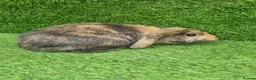 Mini Lop rabbits for sale: Purebred mini lop - Advert 3