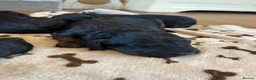 Cockapoo dogs for sale: 6 stunning F1 cockapoo puppies, black and browns  - Advert 6