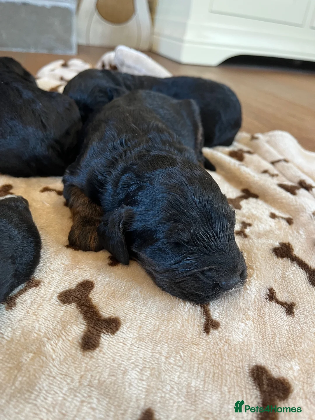 Cockapoo dogs for sale: 6 stunning F1 cockapoo puppies, black and browns  - Advert 6