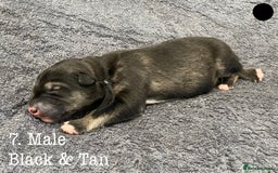 Mixed Breed dogs for sale: Malamute x Alaskan Shepherd Litter - Image 9