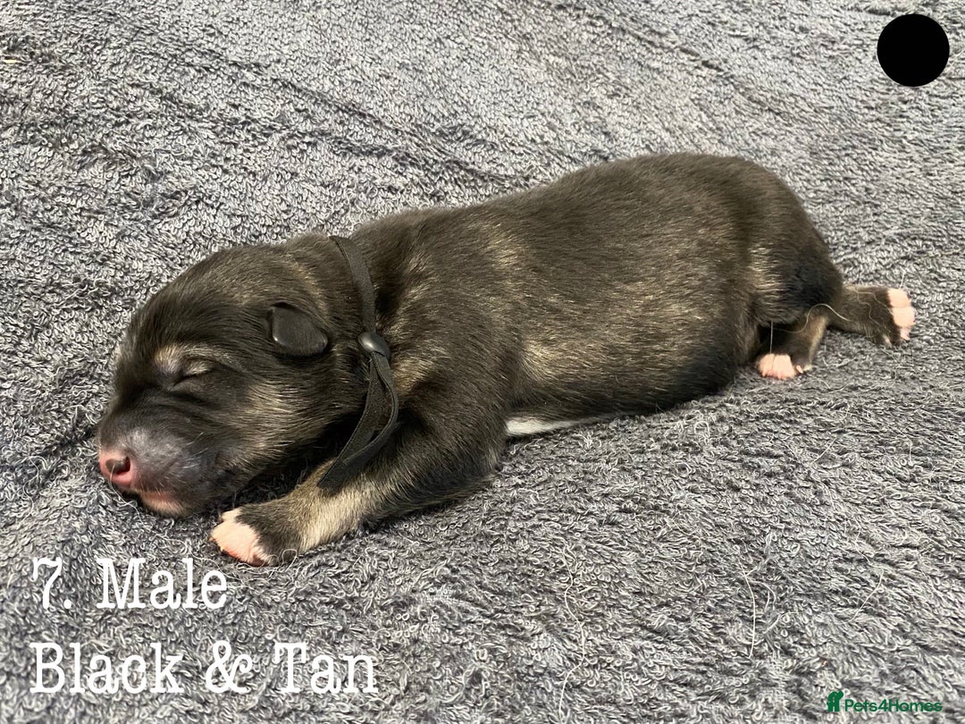 Mixed Breed dogs for sale: Malamute x Alaskan Shepherd Litter - Image 9