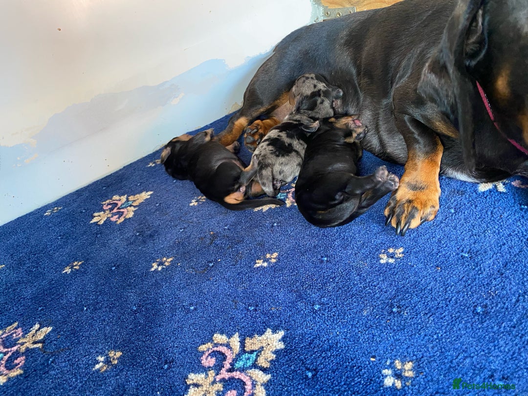Miniature Dachshund dogs for sale: Stunning Miniature Dachshund Puppies!!! - Image 11