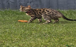 Bengal cats for sale: Bengal Queen - Image 2
