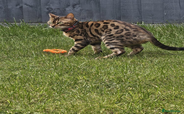 Bengal cats - Advert 9