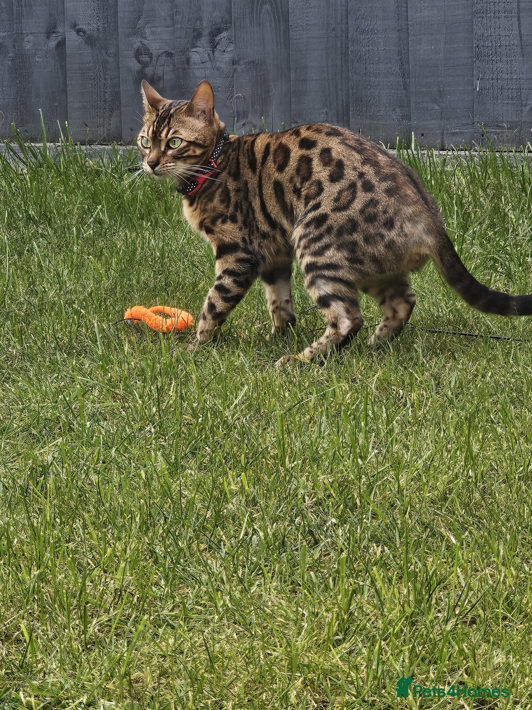 Bengal cats for sale: Bengal Queen - Image 2