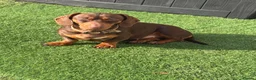 Miniature Dachshund dogs for sale: Beautiful Isabella and tan boy  - Advert 3