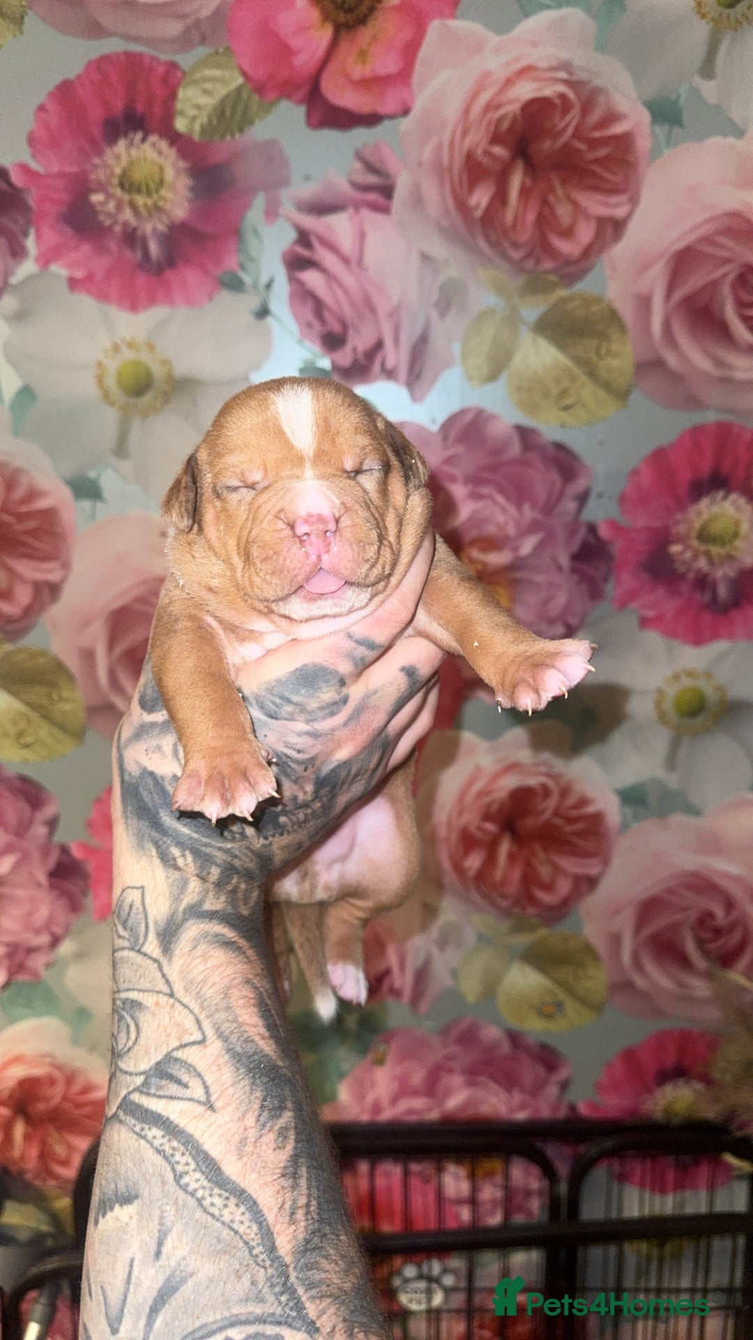 American Bully dogs for sale: American Bully Pups - Image 14