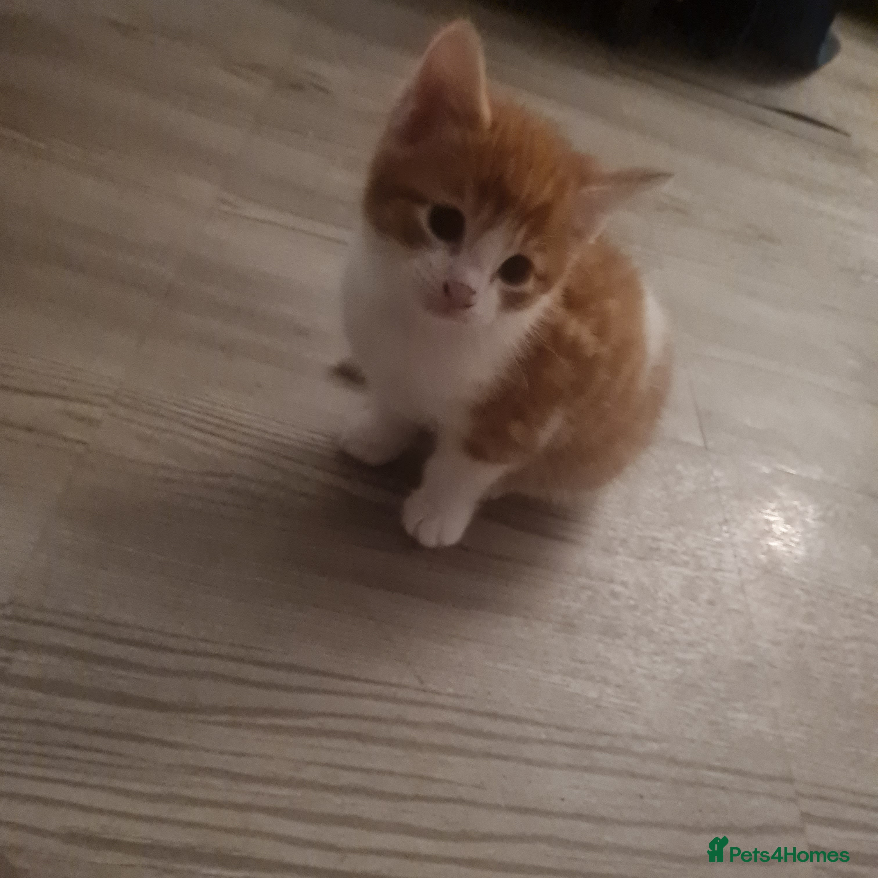 Mixed Breed cats Beautiful kittens - Advert 1