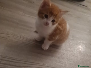 Mixed Breed cats Beautiful kittens - Advert 11