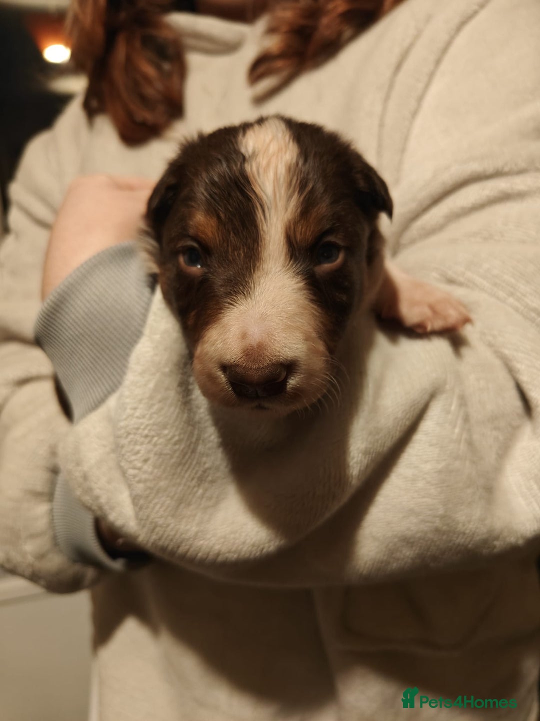 Border Collie dogs for sale: BorderCollie Pups: unique chocolate tri rough coat - Advert 23