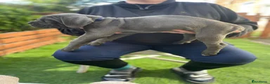 Cane Corso 8 dark blue collar